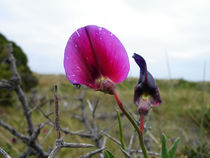 Pink Flower von Martin Weber