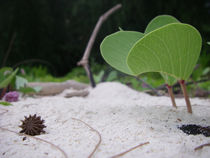 Leben am Strand von Martin Weber