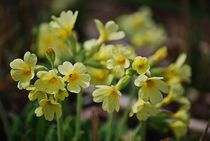 Waldblumen... 3 by loewenherz-artwork