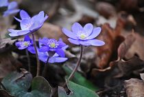 Waldblumen... 1 by loewenherz-artwork