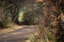 Waldweg von Armin Kröff