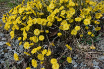 Huflattich führt den Frühling an von Hartmut Binder