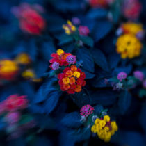 Lantana von Elisa Marmugi