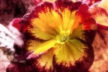 Primrose in yellow and red von Nicc Koch