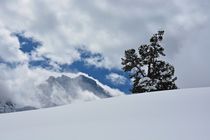 Arve vor Jungfrau by Bettina Schnittert