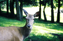 Reh. Gucke mir in die Augen. by fischbeck