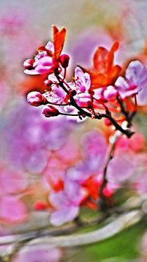 spring dance... 17 by loewenherz-artwork