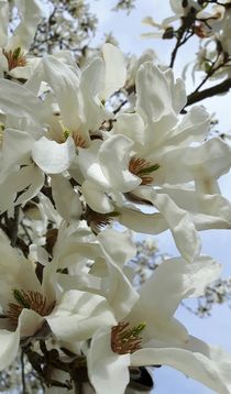 Magnolie by Renate Dienersberger