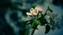 Apfelblüte von Andreas Levi