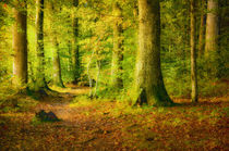 Wald im Sonnenlicht von Nicc Koch