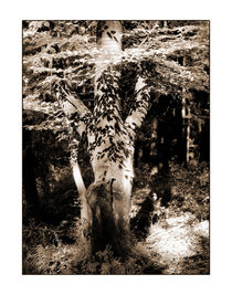 Buche bei Teufelsley by Theo Broere