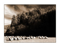 Schafe von Theo Broere