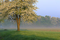 Frühlingsnebel by Bernhard Kaiser