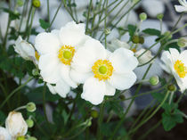 Anemone japonica by Jens Uhlenbusch