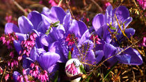 Blaue Krokusse im Frühling - Blue crocuses in spring von Eva-Maria Di Bella