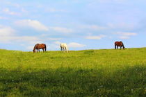 Horses by mario-s