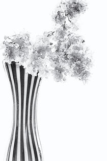 Weißer Flieder in Vase von Petra Dreiling-Schewe