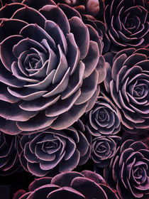 DARKSIDE OF SUCCULENTS I HF       by Pia Schneider