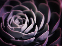 DARKSIDE OF SUCCULENTS II-A von Pia Schneider