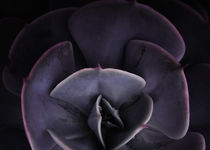 DARKSIDE OF SUCCULENTS VIII-3 by Pia Schneider