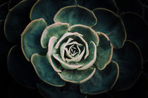 DARKSIDE OF SUCCULENTS IV von Pia Schneider