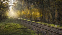 ... licht im wald von Manfred Hartmann