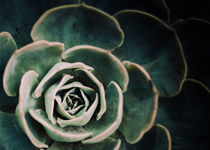 DARKSIDE OF SUCCULENTS IV-4a von Pia Schneider