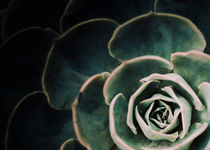 DARKSIDE OF SUCCULENTS IV-3a von Pia Schneider