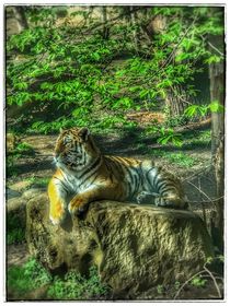 Tiger in der Natur by Stefan Wehmeyer