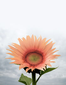 sunflower von thenewblack design