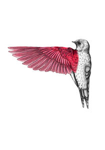 Red Bird von thenewblack design