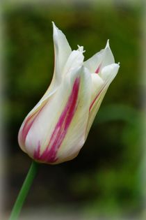 Tulpe 2018-5 von maja-310