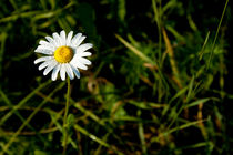 Gänseblümchen by Thomas Schwarz