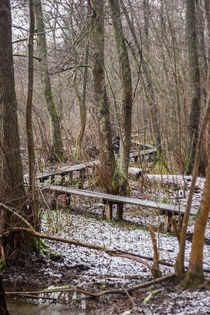 Holzsteg im Moor von Thomas Schwarz