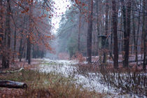 Hochsitz im Wald by Thomas Schwarz