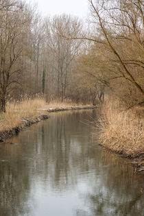 Bachlauf von Thomas Schwarz