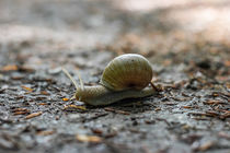 Weinbergschnecke by Thomas Schwarz