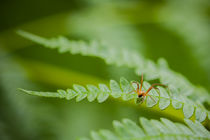 Spinne auf Farnblatt von Thomas Schwarz