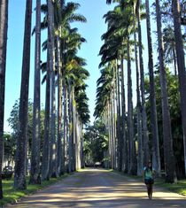 die Königspalmen-Allee im  Jardim Botânico do Rio de Janeiro von assy