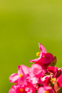 Rosa Begonie (Begoniaceae) by Thomas Schwarz