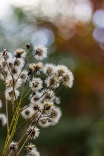 Pflanzen mit Bokeh by Thomas Schwarz