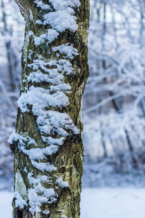 Schnee am Baumstamm by Thomas Schwarz