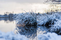 Schneebedeckte Pflanze von Thomas Schwarz