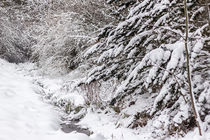 Bachlauf im Winter von Thomas Schwarz