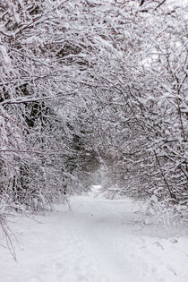 Schneebedeckter Weg durch den Wald von Thomas Schwarz