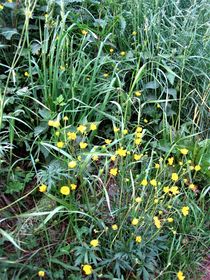 wilde Wiese mit Butterblumen by assy