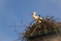 Weißstorch auf dem Nest beim Affenberg Salem by Christine Horn