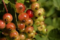 reifende Johannisbeeren von Frank  Kimpfel