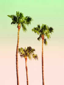 PASTEL PALM TREES no1 von Pia Schneider