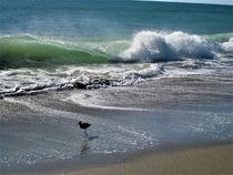 tobende Wellen und ein Strandläufer  by assy